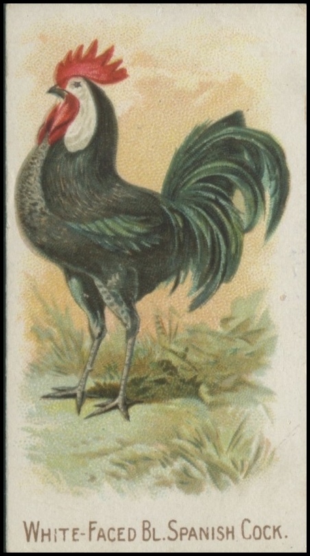 White Faced Black Spanish Cock